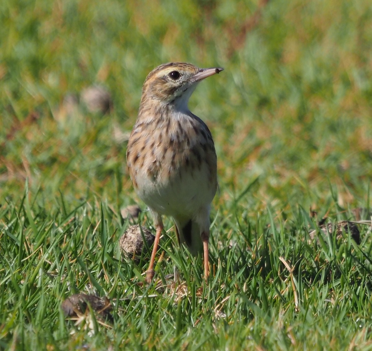 Australian Pipit - ML555352321