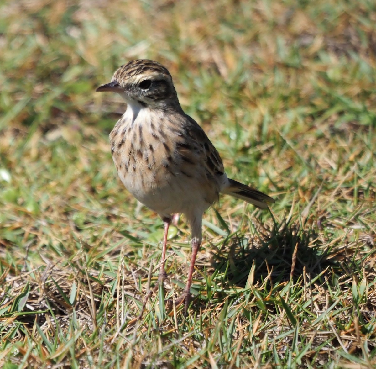 Australian Pipit - ML555352331