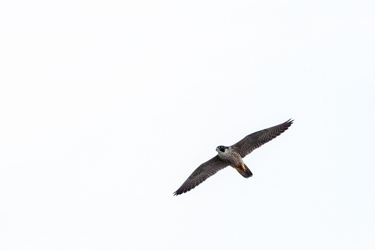 Peregrine Falcon - ML555353231