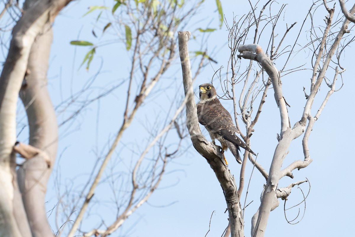 Halcón Peregrino - ML555353241