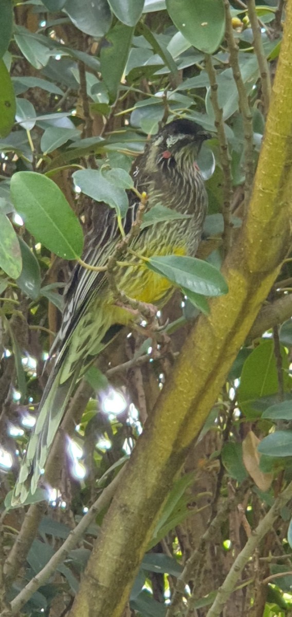 Red Wattlebird - ML555354081