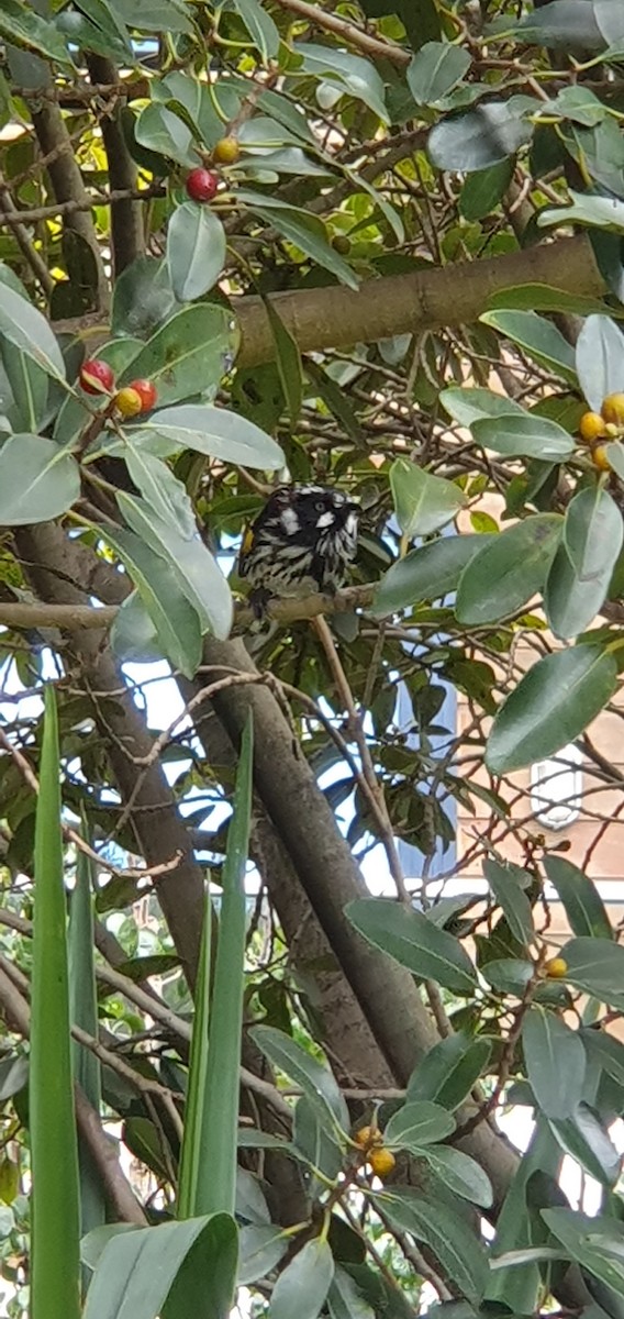 New Holland Honeyeater - ML555354341