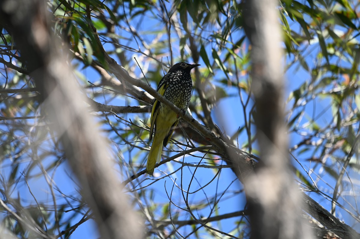 Regent Honeyeater - ML555355131