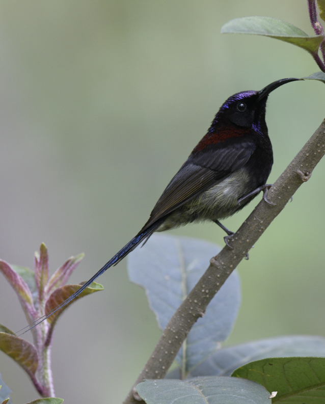 Black-throated Sunbird - ML555355231