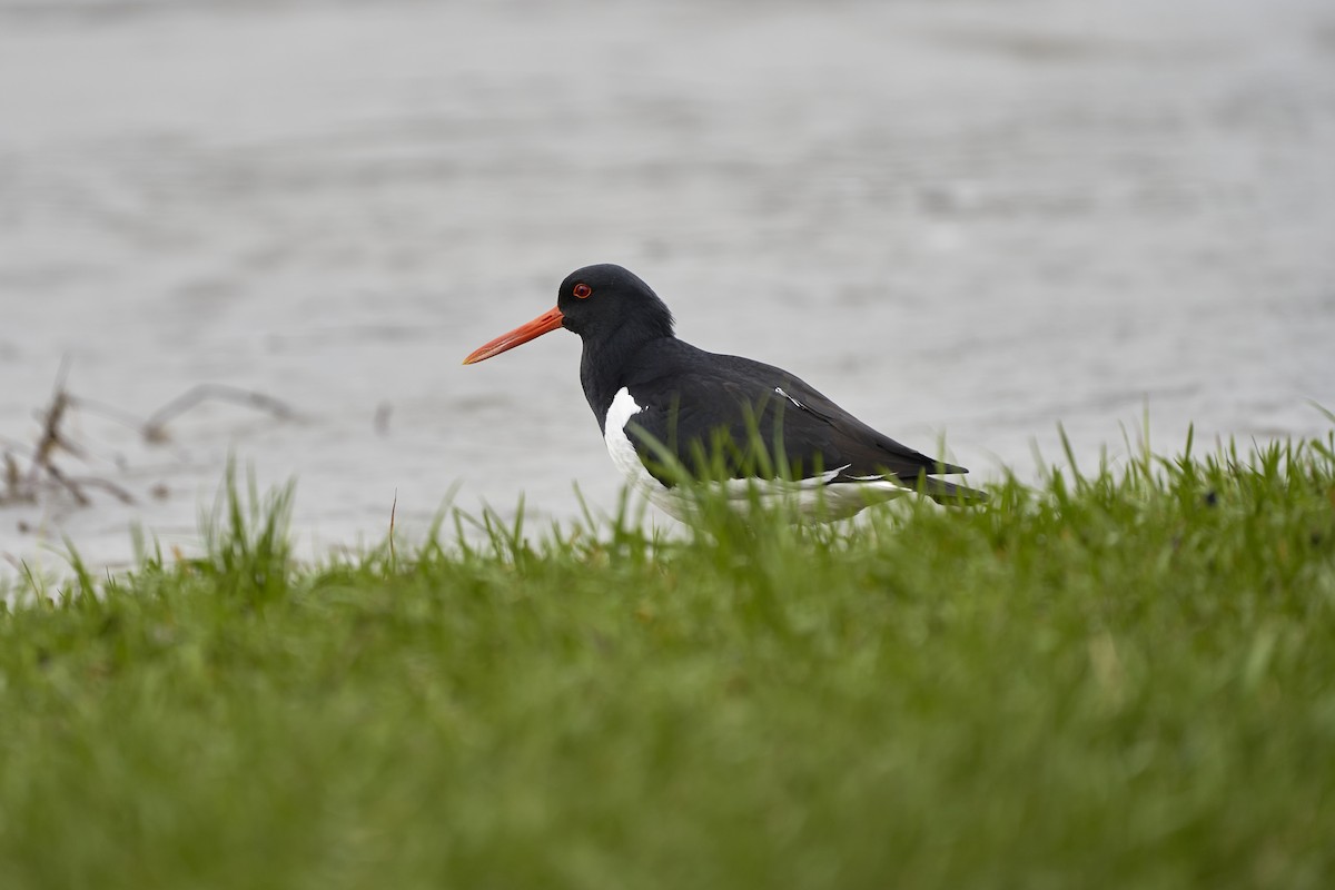 Eurasian Oystercatcher - ML555355361