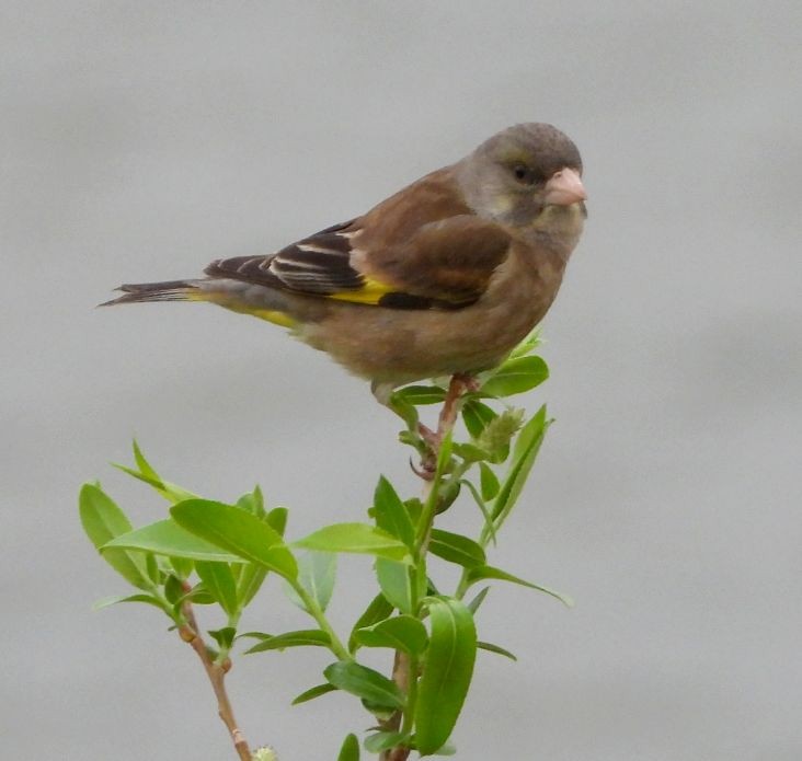 Oriental Greenfinch - ML555356621