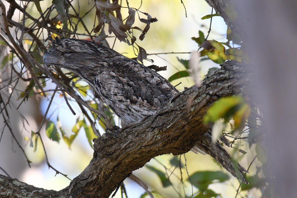 Tawny Frogmouth - Wayne Schulz