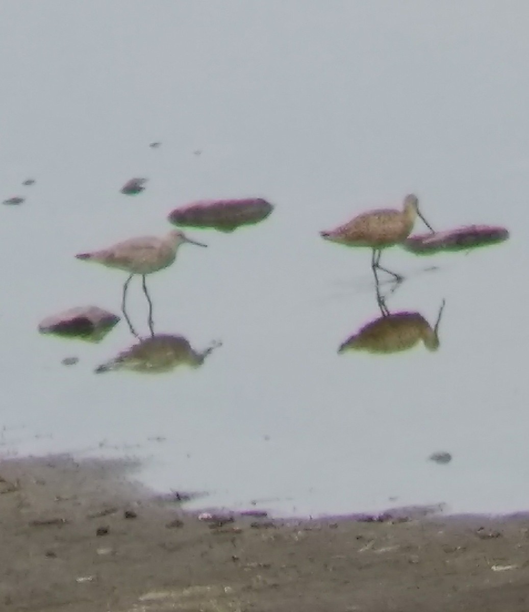 Willet (Western) - ML55535711