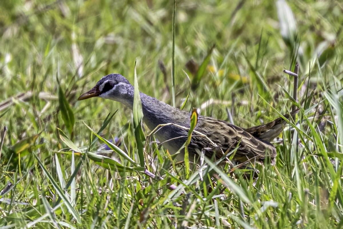 White-browed Crake - ML555357391