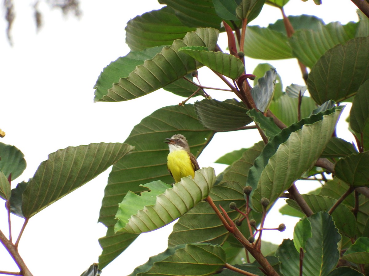 Gray-capped Flycatcher - ML55535761