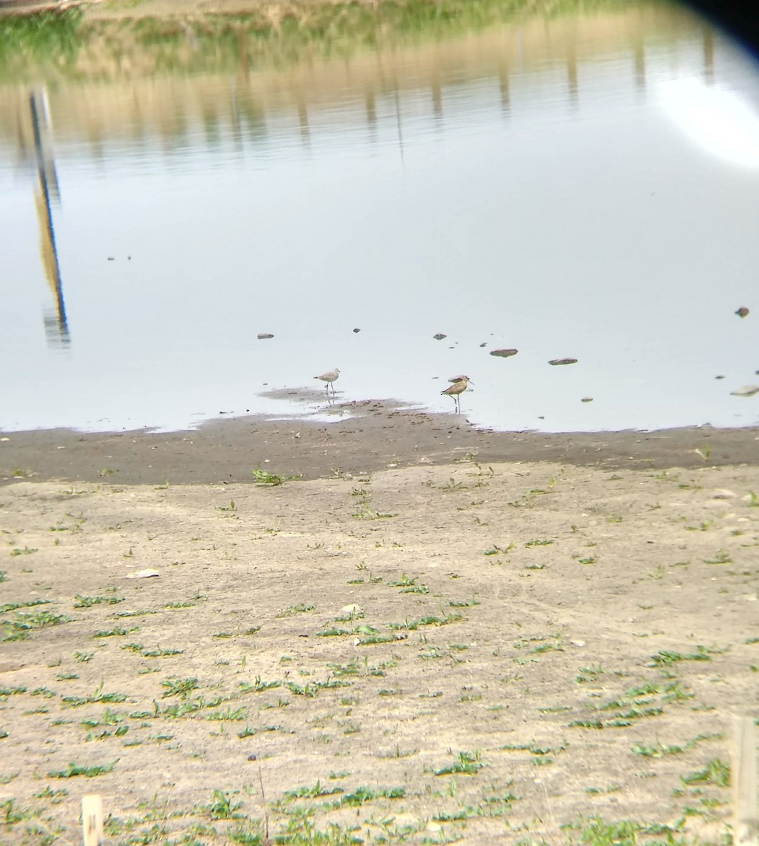 Willet (Western) - ML55535791