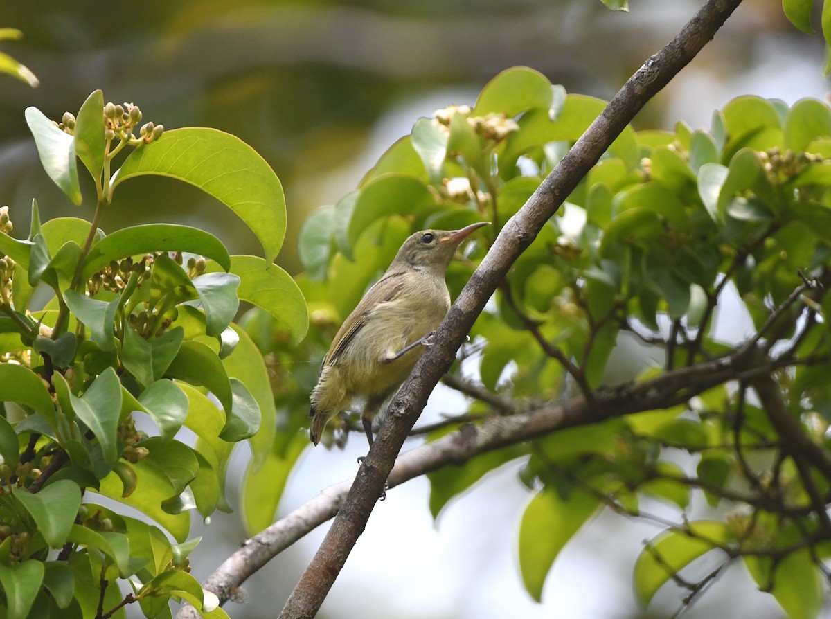 Einfarb-Nektarvogel - ML555358031