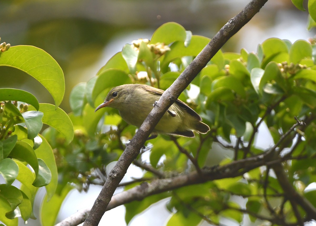 Einfarb-Nektarvogel - ML555358051