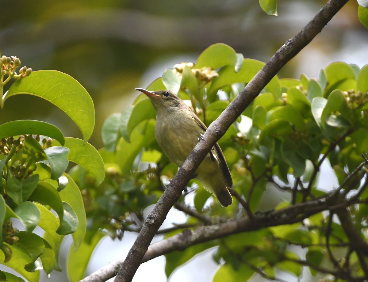 Bates's Sunbird - ML555358061