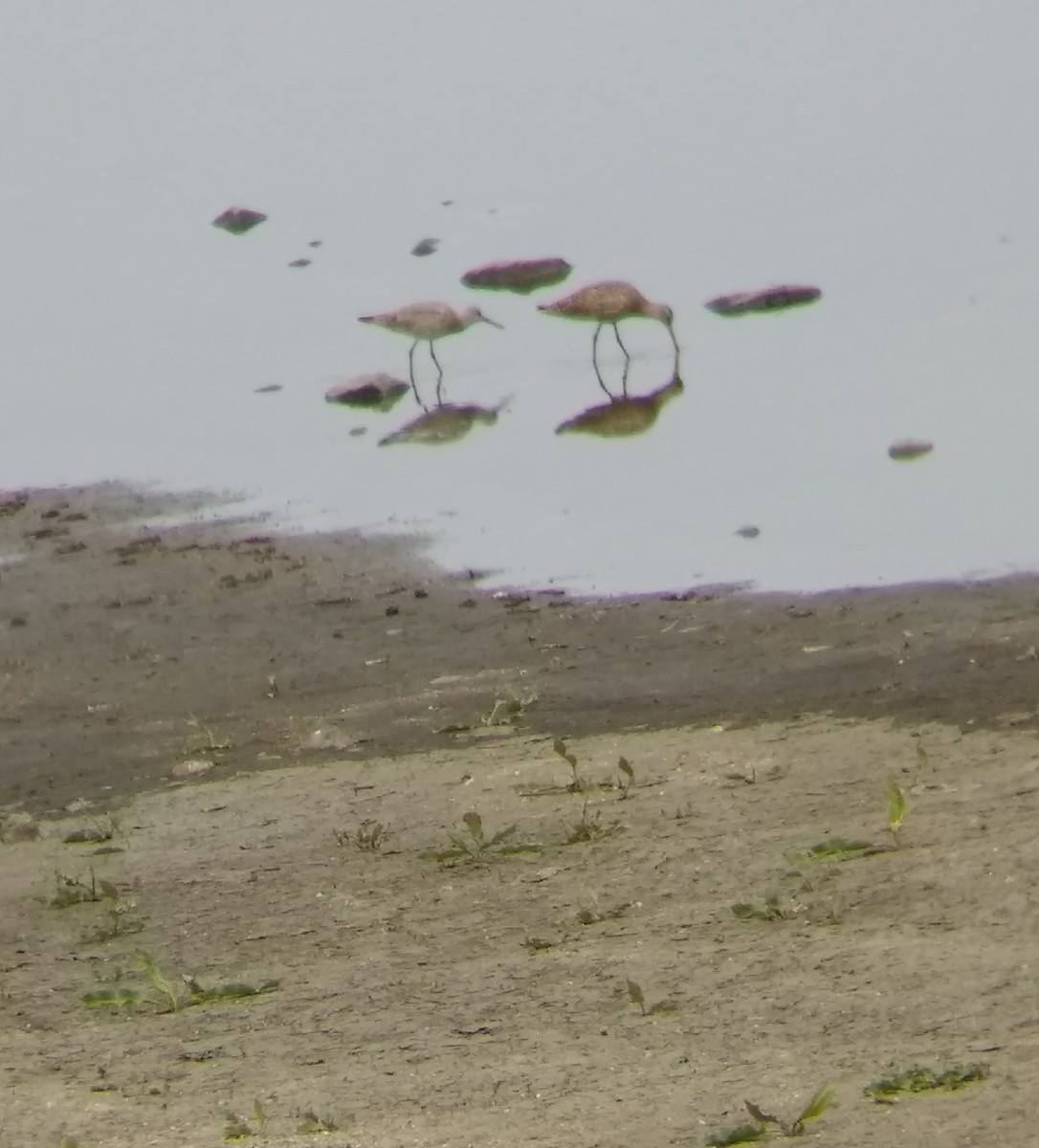 Willet (Western) - ML55535821