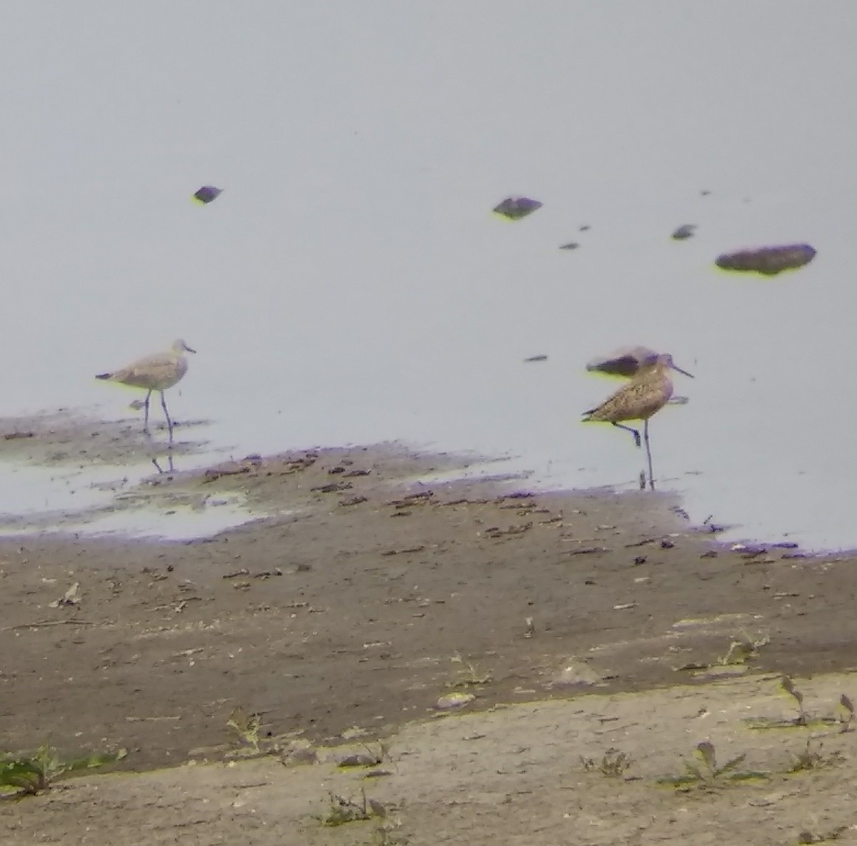 Marbled Godwit - ML55535841