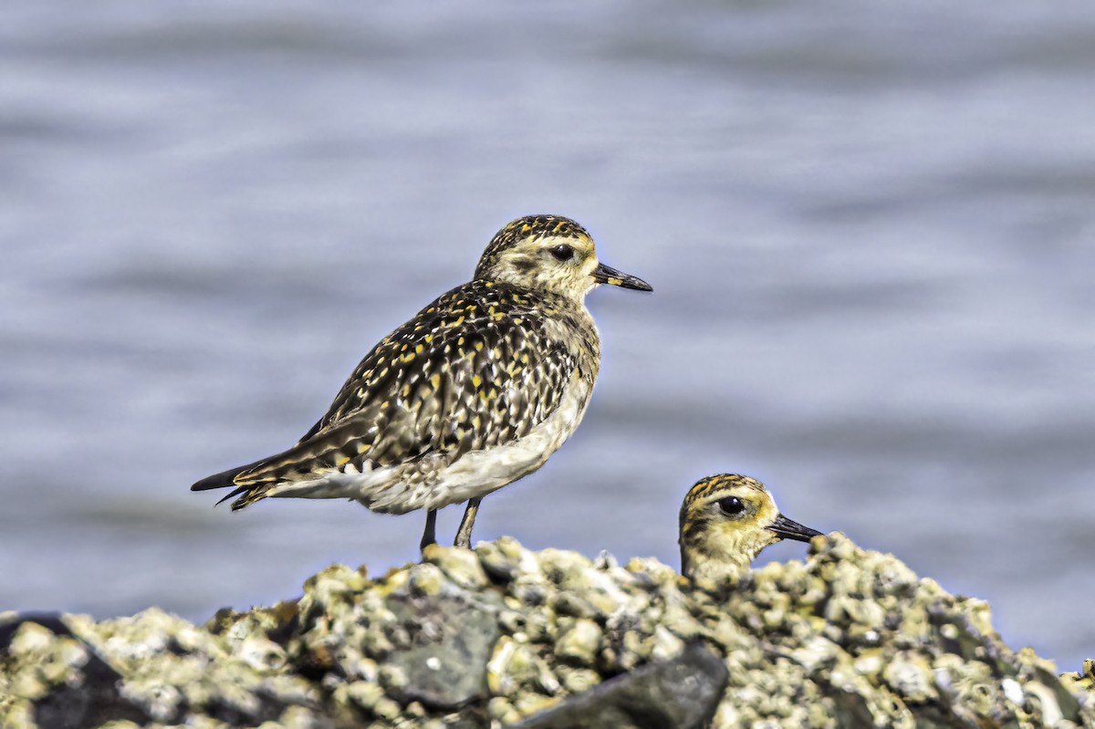 Chorlito Dorado Siberiano - ML555359201