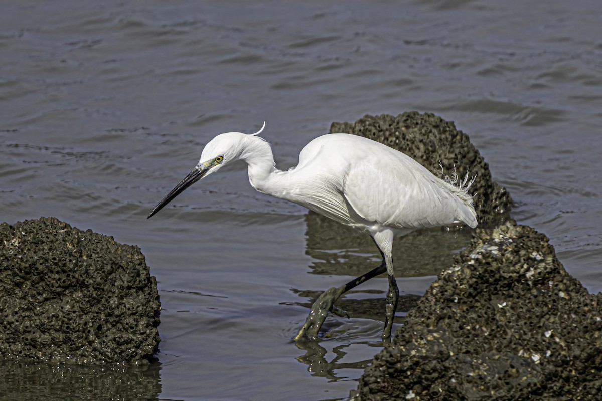 Little Egret - Ralf Weinand