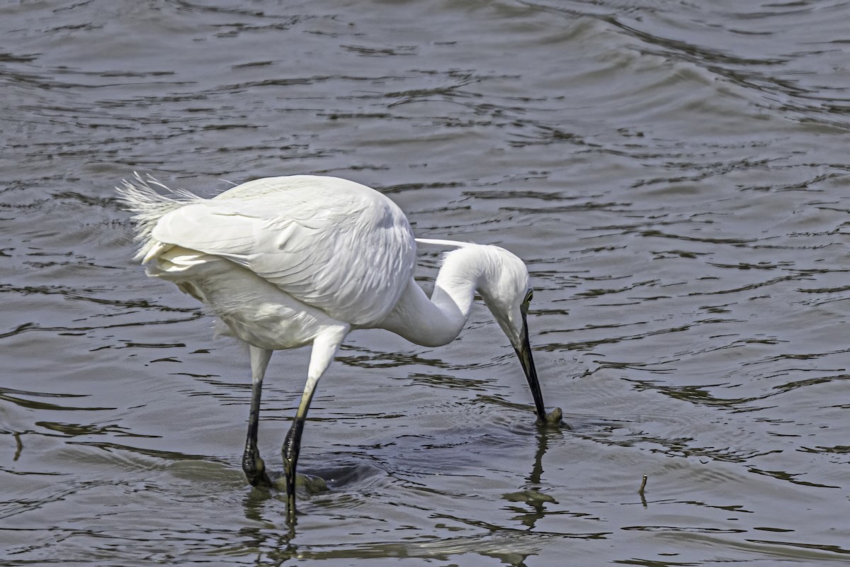 Little Egret - Ralf Weinand