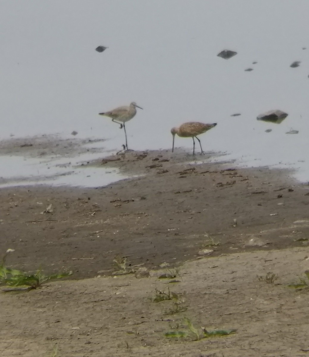 Marbled Godwit - ML55535971