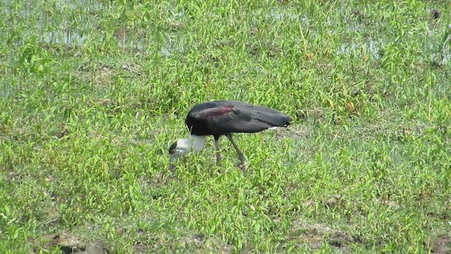 Asian Woolly-necked Stork - ML555360661