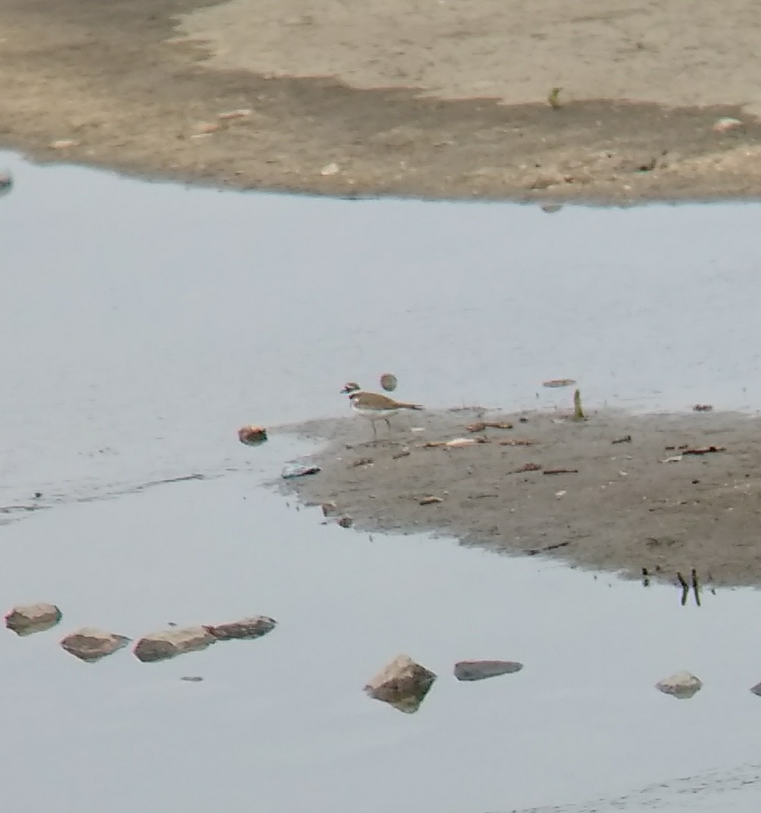 Killdeer - ML55536111