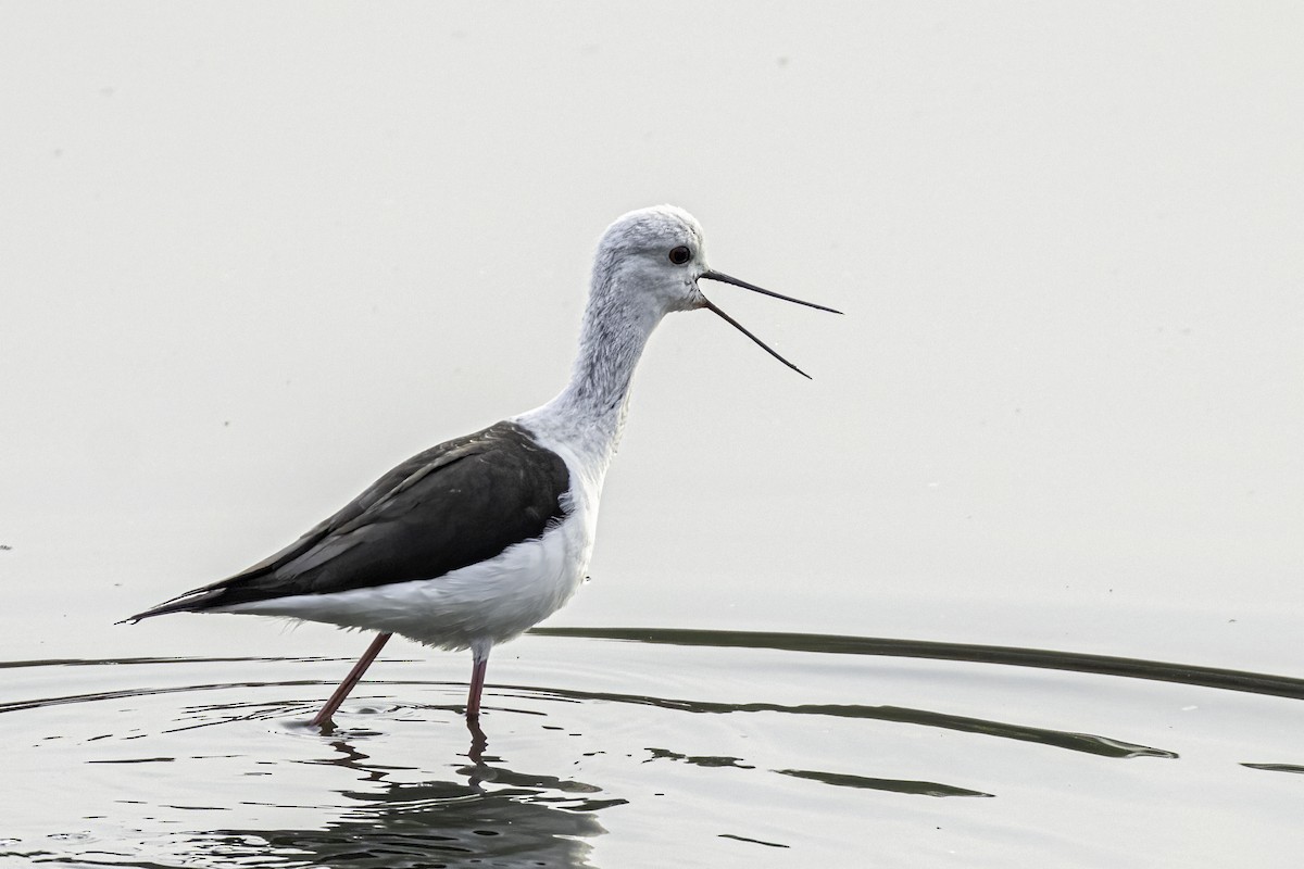 Black-winged Stilt - Ralf Weinand