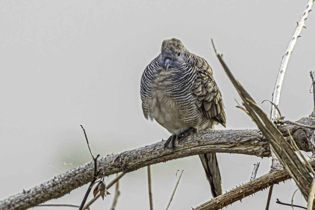 Zebra Dove - ML555361481