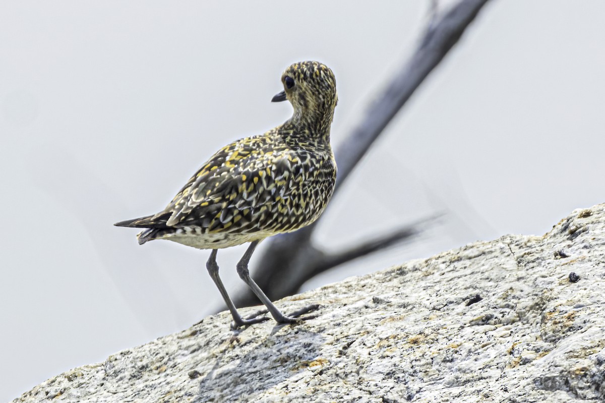 Pacific Golden-Plover - ML555361651