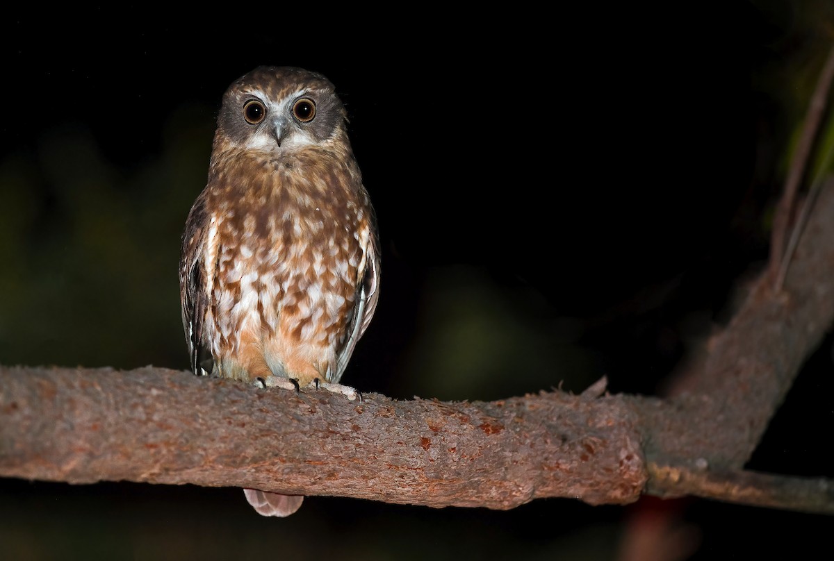 Southern Boobook - Martin Anderson