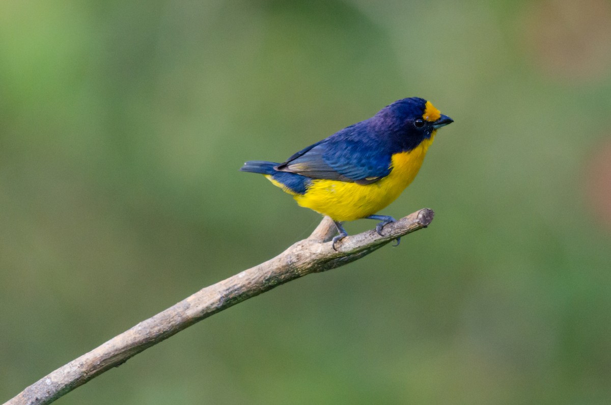 Violaceous Euphonia - Brian McGee
