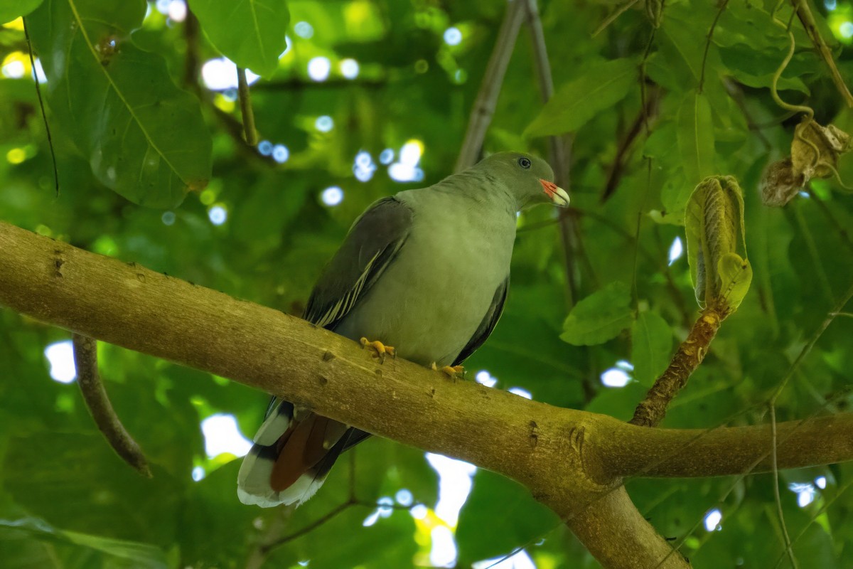 Pemba Green-Pigeon - ML555362971