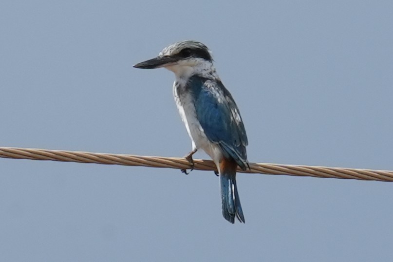 Red-backed Kingfisher - ML555363691