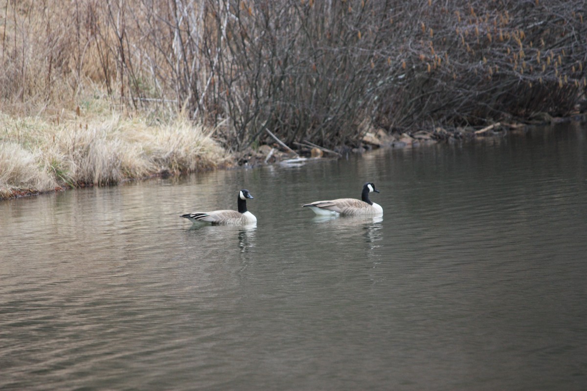 Canada Goose - Sara Mook