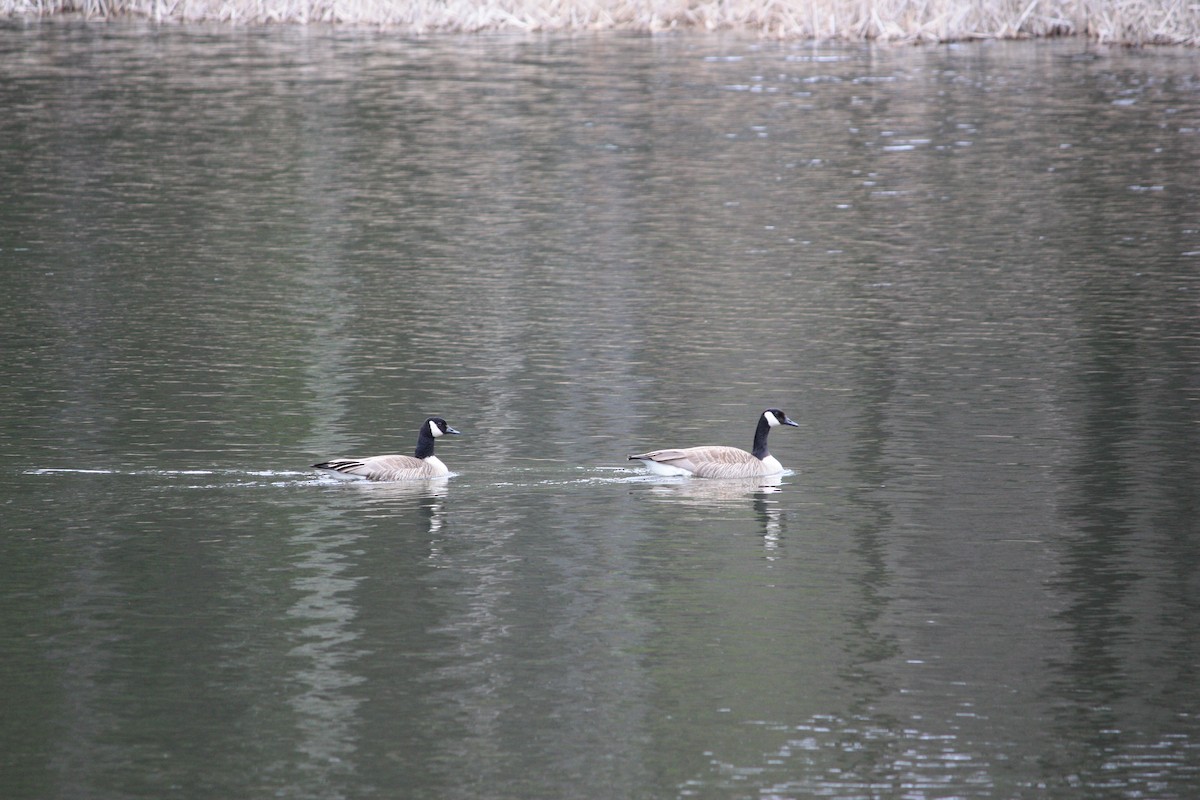 Canada Goose - ML555364611