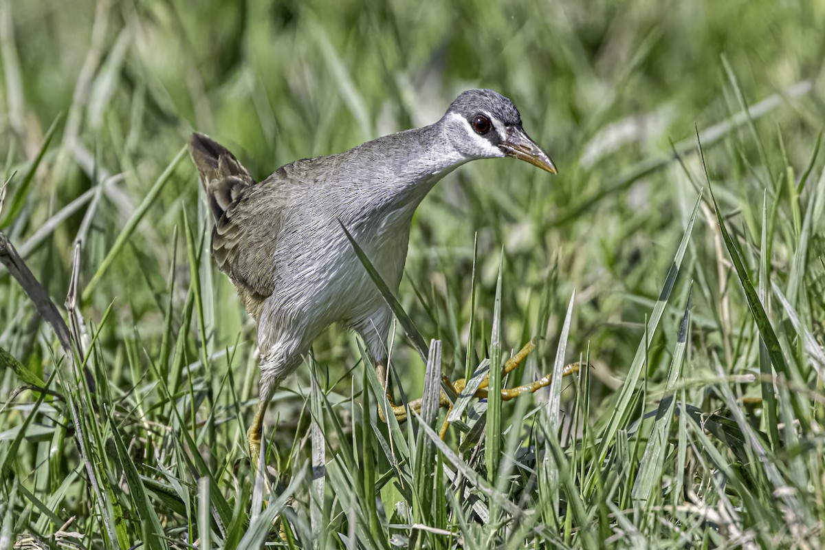 White-browed Crake - ML555364671