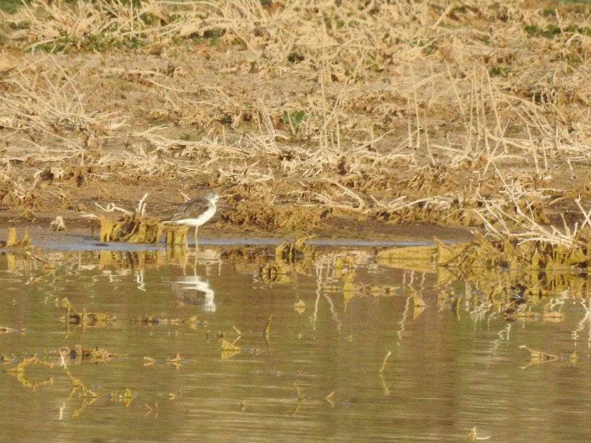 Common Greenshank - Diego  Uche Rodriguez