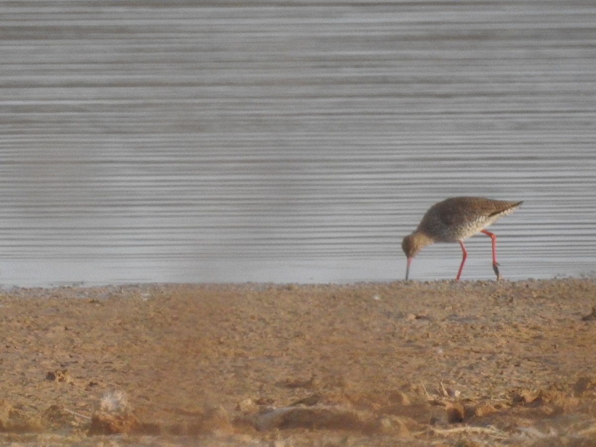 Common Redshank - ML555366761