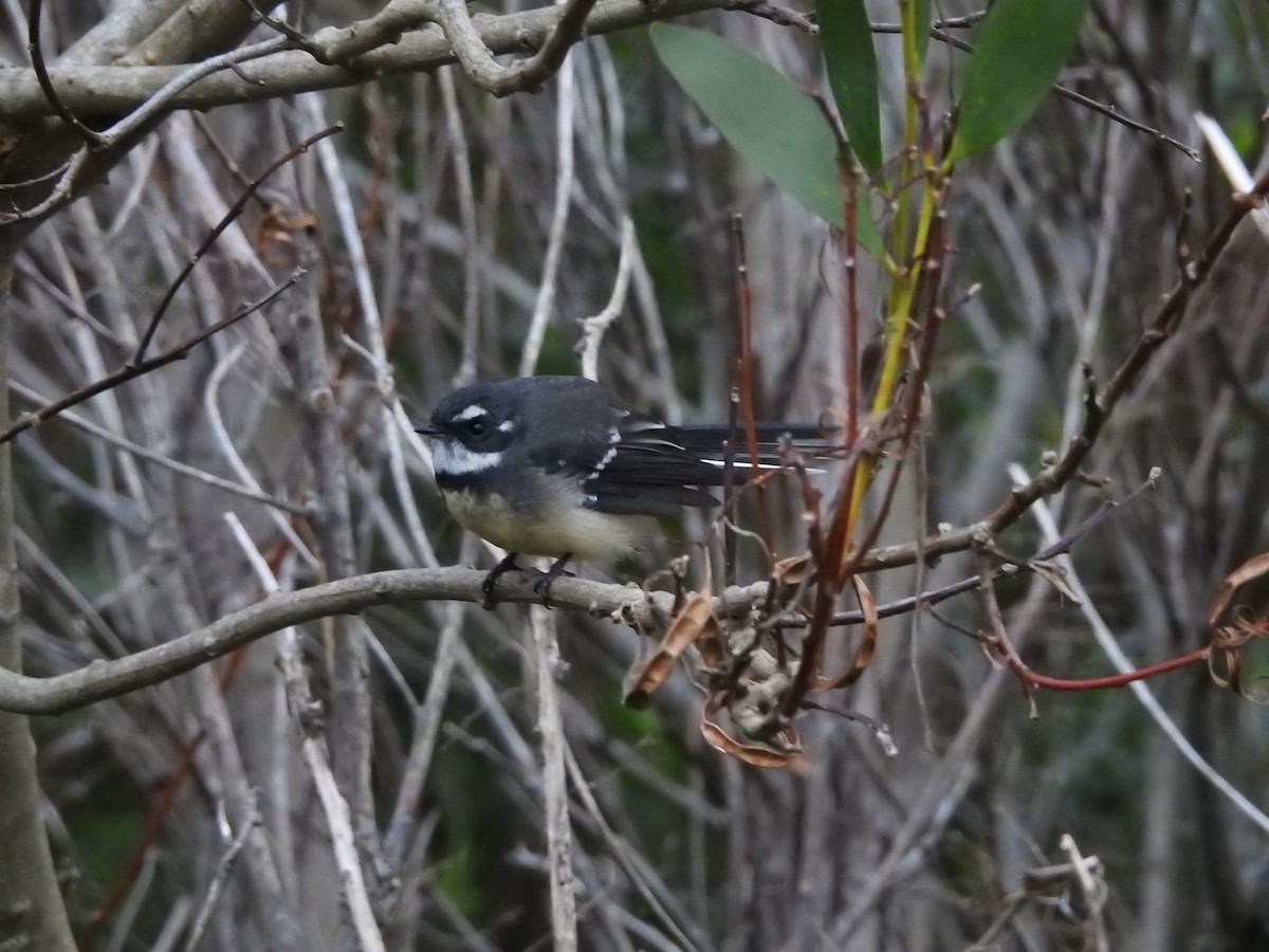 Gray Fantail - ML555367421