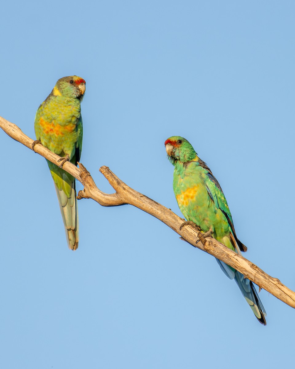Воротничковый попугай (barnardi) - ML555368301