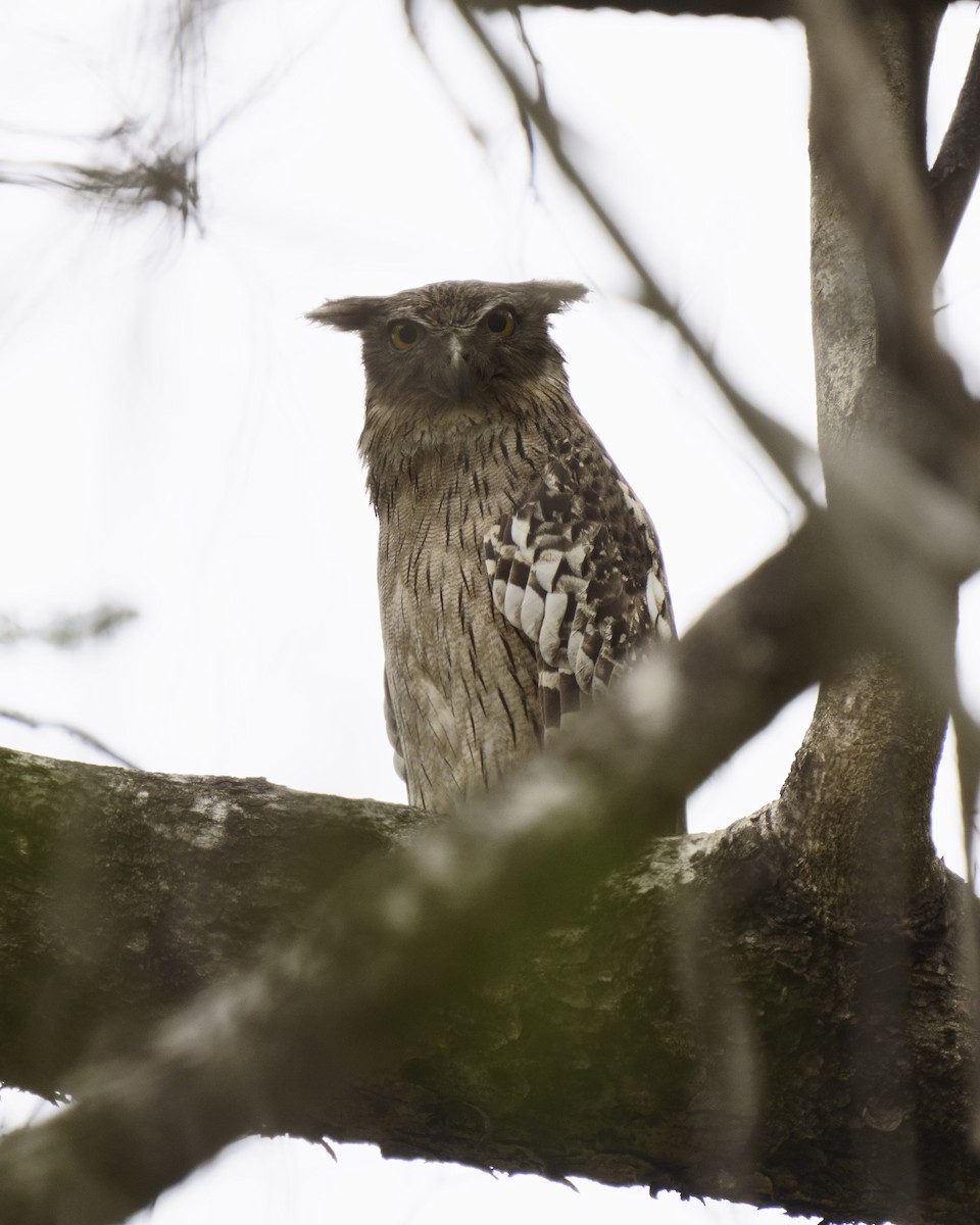 Brown Fish-Owl - Bangarusamy V