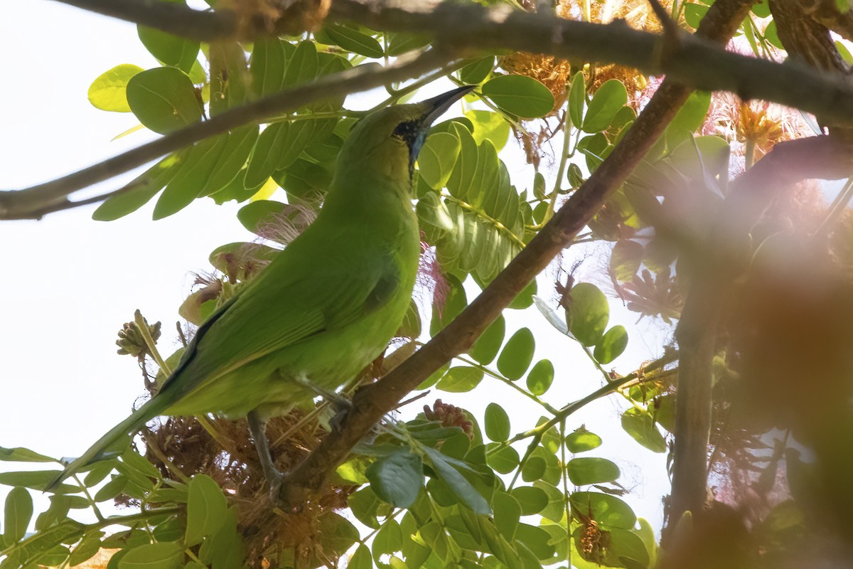 Jerdon's Leafbird - Ravi Jesudas