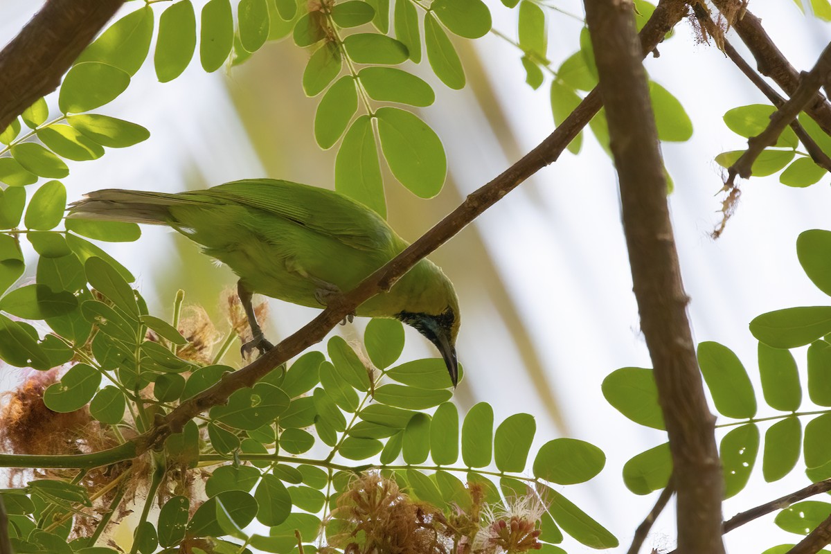 Jerdon's Leafbird - Ravi Jesudas