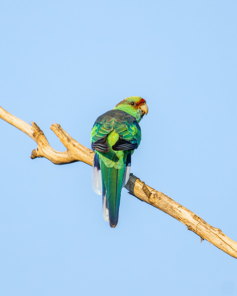 Воротничковый попугай (barnardi) - ML555368731