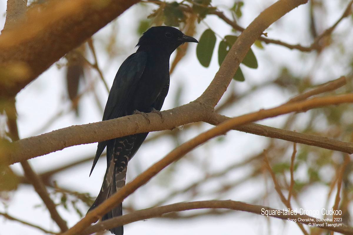 Square-tailed Drongo-Cuckoo - ML555369061