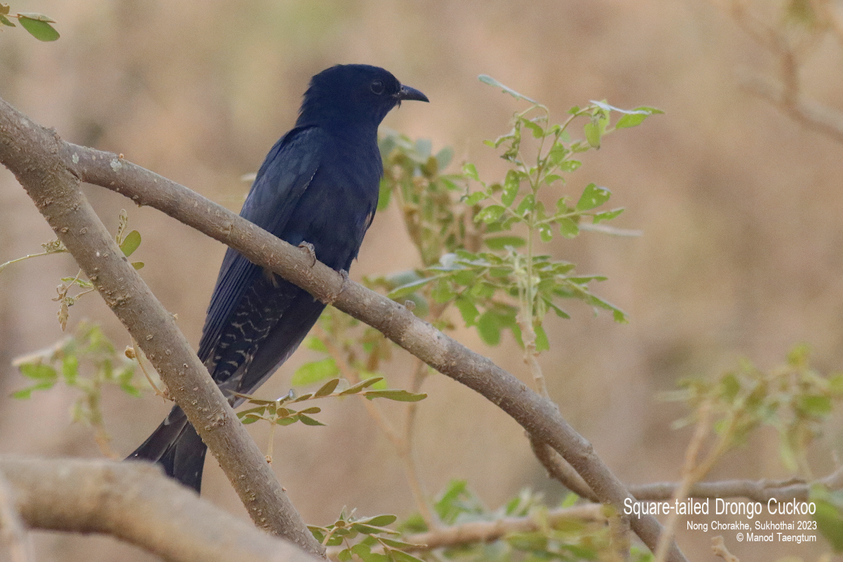 Square-tailed Drongo-Cuckoo - ML555369071