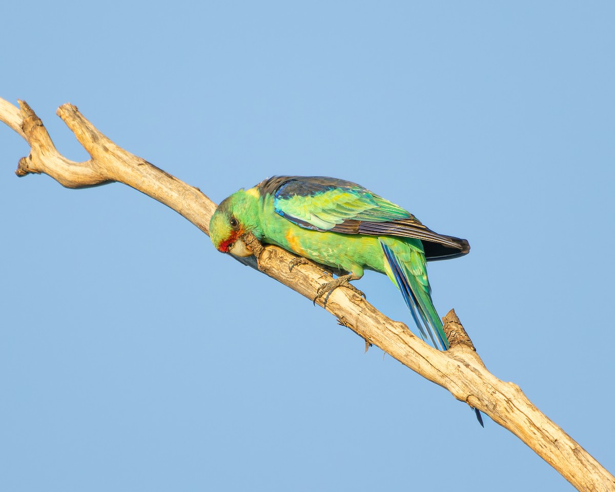 Australian Ringneck (Mallee) - ML555369181