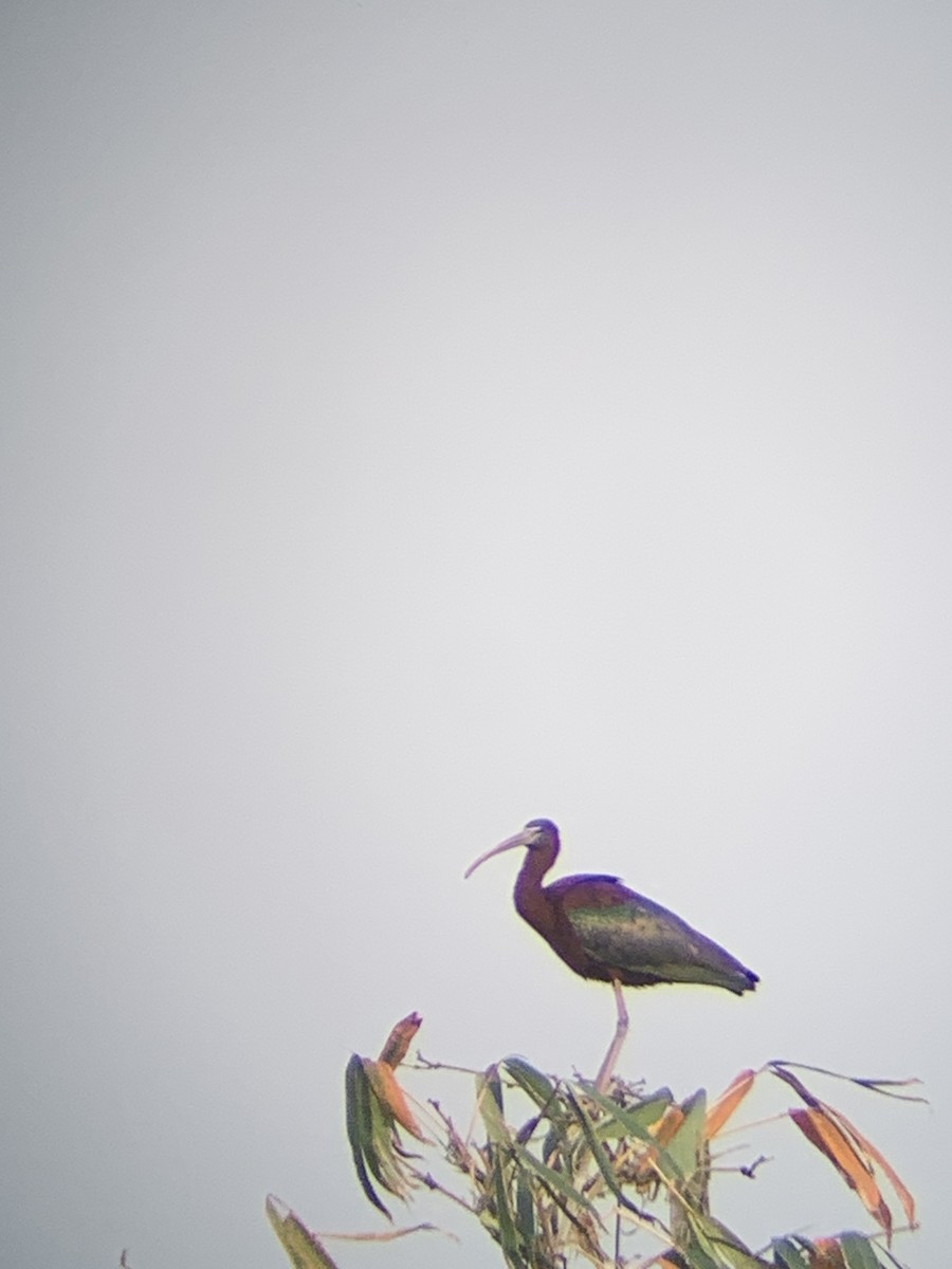 ibis hnědý - ML555369711