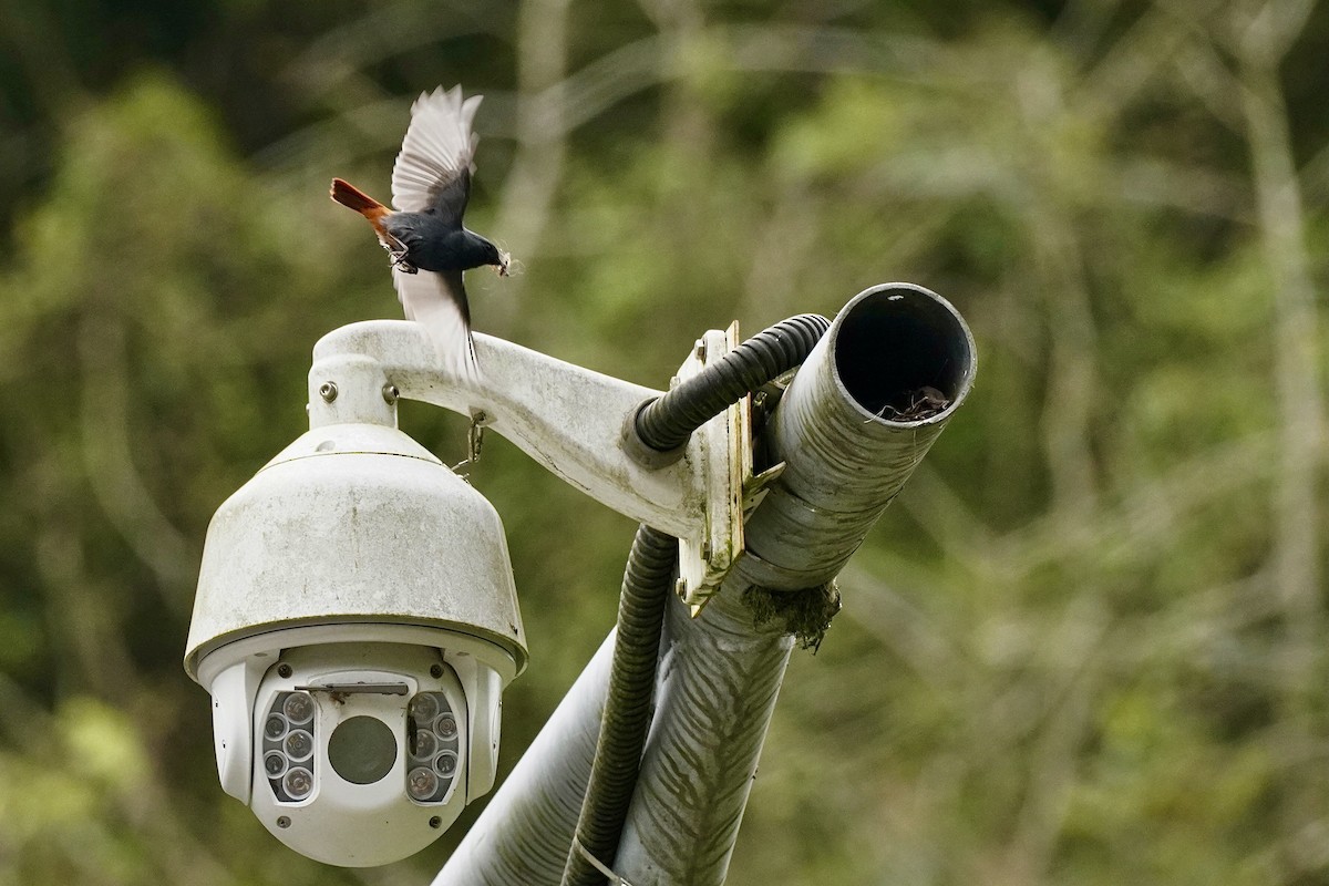 Plumbeous Redstart - ML555370331