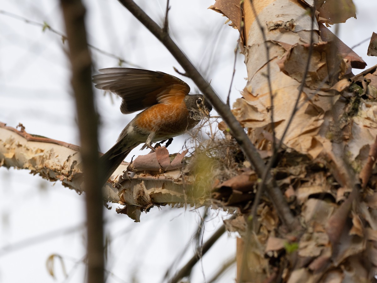 American Robin - ML555371621